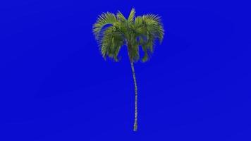 Tree Animation - curly palm - howea belmoreana - kentia palm - belmore sentry palm - Green Screen Chroma key - big 1a video