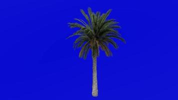 boom animatie - kanarie eiland datum palm - ananas palm - Feniks canariensis - groen scherm chroma sleutel - medium 1a video