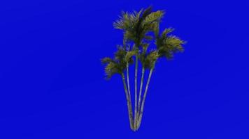 albero animazione - Areca palma - d'oro canna palma - giallo palma - farfalla palma - bambù palma - verde schermo croma chiave - gruppo 2c video