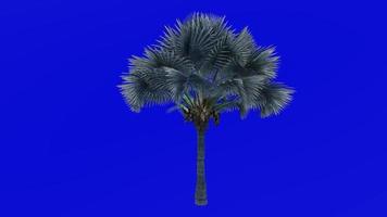 boom animatie - Bismarck palm - bismarckia nobilis - groen scherm chroma sleutel - medium 1a video