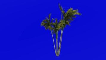 albero animazione - Areca palma - d'oro canna palma - giallo palma - farfalla palma - bambù palma - verde schermo croma chiave - gruppo 2e video