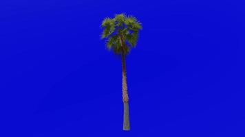 árbol animación - plumero árbol - mexicano Washington - mexicano ventilador palma - Washington robusta - verde pantalla croma llave - medio 1b