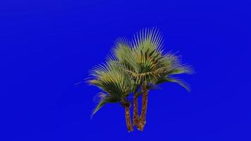 Tree Animation - paurotis palm - everglades palm - madeira palm - acoelorrhaphe - Green Screen Chroma key - 01c video