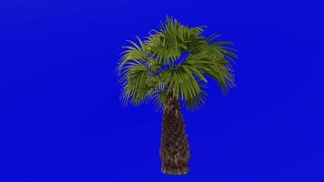 árbol animación - plumero árbol - mexicano Washington - mexicano ventilador palma - Washington robusta - verde pantalla croma llave - pequeño 1a