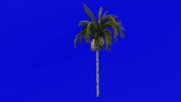 Tree Animation - queen palm - cocos palm - syagrus romanzoffiana - Green Screen Chroma key - medium 1b video