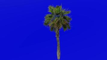 boom animatie - sabal palmetto - kool palm - kool palmetto - moeras kool - groen scherm chroma sleutel 01b video