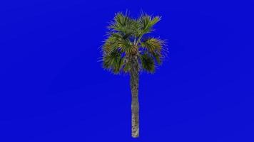träd animering - Sabal palmetto - kål handflatan - kål palmetto - träsk kål - grön skärm krom nyckel - små 1a video