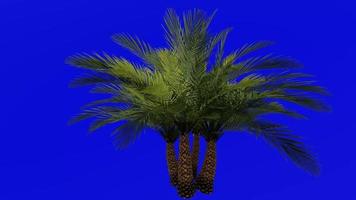 boom animatie - sylvester palm - zilver datum palm - Indisch datum - suiker datum palm - wild datum palm - Feniks sylvestris - groen scherm chroma sleutel - groep 2b video