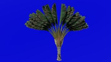 Tree Animation - travellers tree - travellers palm - east west palm - ravenala madagascariensis - Green Screen Chroma key - small 2a video