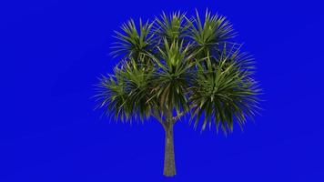 albero animazione - cavolo albero - ti kouka - cavolo palma - cordyline australiano - verde schermo croma chiave - 07a video