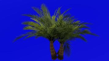 boom animatie - sylvester palm - zilver datum palm - Indisch datum - suiker datum palm - wild datum palm - Feniks sylvestris - groen scherm chroma sleutel - groep 2c video