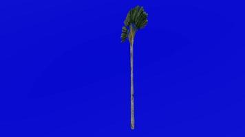 Baum Animation - - Reisende Baum - - Reisende Palme - - Osten Westen Palme - - Ravenala madagascariensis - - Grün Bildschirm Chroma Schlüssel - - groß 1c video