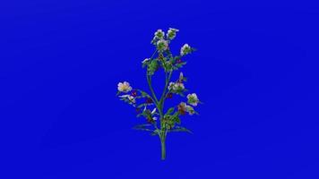 Plants flower trees - dog rose flower - wild rose - rosa canina - Green Screen Chroma key -B video