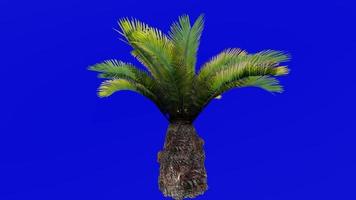 arbre animation - sagou paume - Sotetsu - Roi sagou - sagou cycad - Japonais sagou paume - cycas révolution - vert écran chrominance clé - gros 1a video