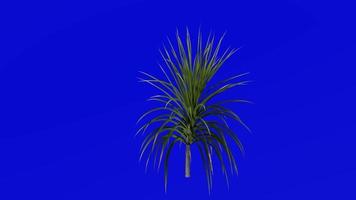 albero animazione - cavolo albero - ti kouka - cavolo palma - cordyline australiano - verde schermo croma chiave - 06b video