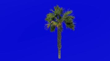 Tree Animation - sabal palmetto - cabbage palm - cabbage palmetto - swamp cabbage - Green Screen Chroma key - small 2c video