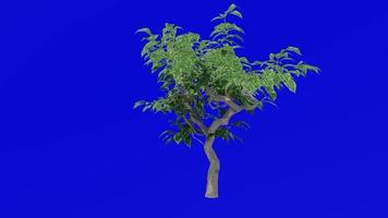 Plants trees flower - ficus benjamina - bonsai tree - Green Screen Chroma key - H video