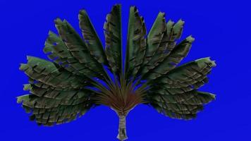 Tree Animation - travellers tree - travellers palm - east west palm - ravenala madagascariensis - Green Screen Chroma key - small 1b video