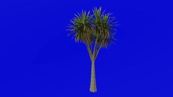 boom animatie - kool boom - ti kouka - kool palm - cordyline australisch - groen scherm chroma sleutel - 01c video