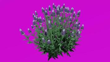 Plants trees flower - french lavender - favandula dentata - fringed lavender - Green Screen Chroma key - blue B video