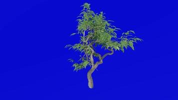 Plants trees flower - ficus benjamina - bonsai tree - Green Screen Chroma key - A video