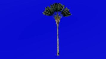 árbol animación - viajeros árbol - viajeros palma - este Oeste palma - ravenala Madagascariensis - verde pantalla croma llave - medio 2a video