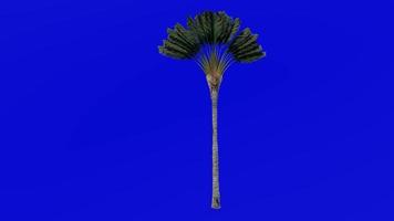 Tree Animation - travellers tree - travellers palm - east west palm - ravenala madagascariensis - Green Screen Chroma key - medium 2a video