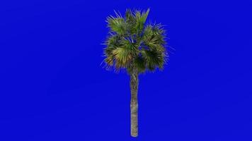 albero animazione - Sabal palmetto - cavolo palma - cavolo palmetto - palude cavolo - verde schermo croma chiave - piccolo 1c video