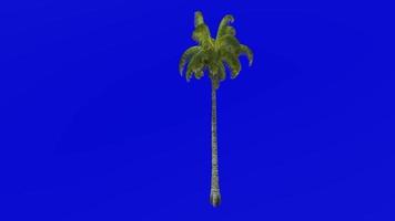 árvore animação - coco árvore - cocos nucifera - verde tela croma chave - em linha reta 1c video