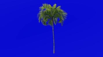 Tree Animation - curly palm - howea belmoreana - kentia palm - belmore sentry palm - Green Screen Chroma key - medium 1b video