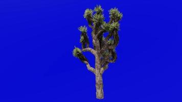 Tree Animation - joshua tree - yucca palm - tree yucca - palm tree yucca - yucca brevifolia - Green Screen Chroma key 03b video