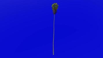 Tree Animation - skyduster tree - mexican washingtonia - mexican fan palm - washingtonia robusta - Green Screen Chroma key - large 2b video