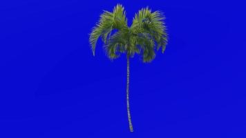 albero animazione - Riccio palma - howea belmoreana - kenzia palma - belmore sentinella palma - verde schermo croma chiave - piccolo 1b video