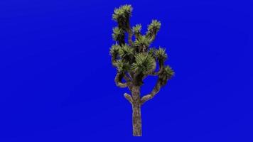 Tree Animation - joshua tree - yucca palm - tree yucca - palm tree yucca - yucca brevifolia - Green Screen Chroma key 01d video