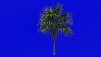 Tree Animation - chinese fan palm - fountain palm - livistona chinensis - Green Screen Chroma key - medium 1b video