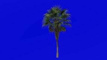 boom animatie - Chinese ventilator palm - fontein palm - livistona chinensis - groen scherm chroma sleutel - groot 1b video