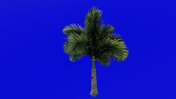 boom animatie - vossestaart palm - wodyetia bifurcata - groen scherm chroma sleutel - klein 1b video