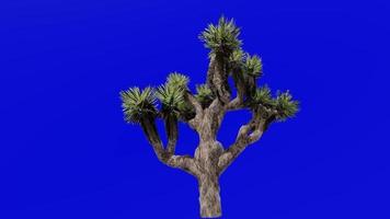 Tree Animation - joshua tree - yucca palm - tree yucca - palm tree yucca - yucca brevifolia - Green Screen Chroma key 02c video