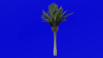 boom animatie - kanarie eiland datum palm - ananas palm - Feniks canariensis - groen scherm chroma sleutel - medium 2b video