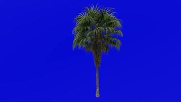 Tree Animation - chinese fan palm - fountain palm - livistona chinensis - Green Screen Chroma key - large 1a video