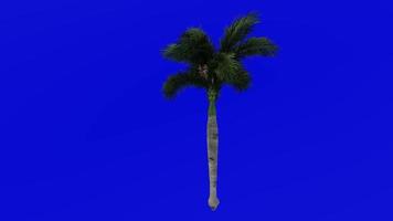 Tree Animation - cuban royal palm - florida royal palm - roystonea regia - Green Screen Chroma key - medium 1b video