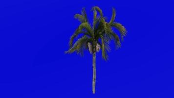 boom animatie - koningin palm - cocos palm - syagrus romanzoffiana - groen scherm chroma sleutel - klein 1c video