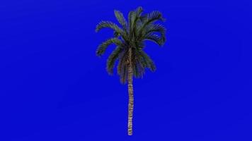 boom animatie - datum palm - Feniks dactylifera - groen scherm chroma sleutel - medium 1b video