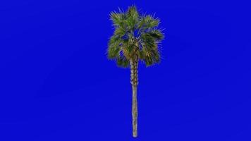 träd animering - Sabal palmetto - kål handflatan - kål palmetto - träsk kål - grön skärm krom nyckel 01c video