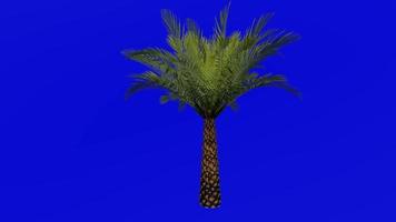 Tree Animation - sylvester palm - silver date palm - indian date - sugar date palm - wild date palm - phoenix sylvestris - Green Screen Chroma key - single 1a video