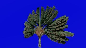 Tree Animation - travellers tree - travellers palm - east west palm - ravenala madagascariensis - Green Screen Chroma key - small 1c video