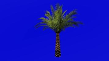 Tree Animation - sylvester palm - silver date palm - indian date - sugar date palm - wild date palm - phoenix sylvestris - Green Screen Chroma key - single 1b video