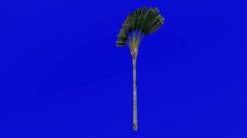 Tree Animation - travellers tree - travellers palm - east west palm - ravenala madagascariensis - Green Screen Chroma key - medium 2c video