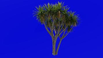 Tree Animation - cabbage tree - ti kouka - cabbage palm - cordyline australis - Green Screen Chroma key - 03b video