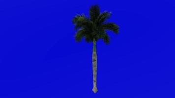 Tree Animation - cuban royal palm - florida royal palm - roystonea regia - Green Screen Chroma key - medium 1d video